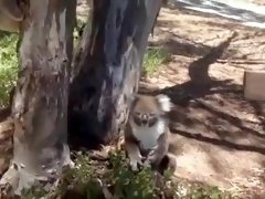 koala gets pushed out of tree :(